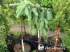 Eglė baltoji ,Pendula' (lot. Picea glauca)